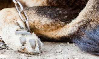 Ucigaşi de animale şi la Cluj! Poliţiştii au deschis dosar penal