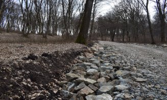 "Distrugerea Pădurii Hoia prin pietruire a început"
