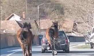 Scenă HALUCINANTĂ pe un drum din Cluj: Cal legat cu o funie și tras după mașină. În urma lui alerga mânzul