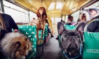 Animalele de companie ar putea avea acces în instituţiile publice şi în mijloacele de transport în comun