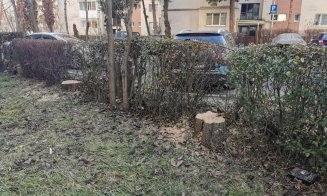 Activistul de mediu Mihai Goțiu: "Și în Cluj-Napoca se taie ca în codru"