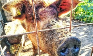 ANSVSA: 24 de focare de pestă porcină africană sunt active, în prezent, în România