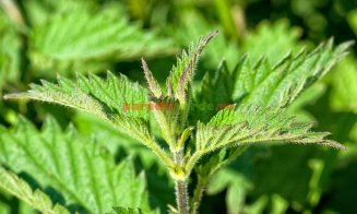 Plante de ajutor în retenţia de apă