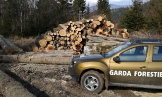 Deputaţii au adoptat un proiect prin care este înfiinţată Garda Forestieră Naţională, prin reorganizarea actualelor Gărzi forestiere