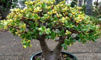 Planta pe care să o ai în casă de Paşti pentru noroc la bani