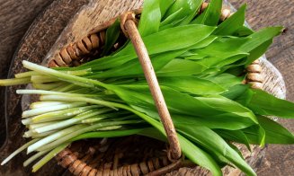 Leurda, planta medicinală vedetă a primăverii