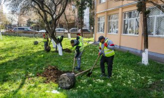 Peste 1.200 de arbori vor fi plantați în această toamnă la Cluj-Napoca