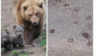 O ursoaică cu pui face ravagii în apropierea unei comune din Cluj. A devorat o căprioară