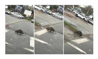 Castor cu educaţia rutieră la zi. A traversat o stradă din judeţul Cluj pe trecerea de pietoni