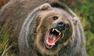Dosar penal pentru BRACONAJ CINEGETIC deoarece ursul care ucis-o pe tânăra de 19 ani a fost împuşcat