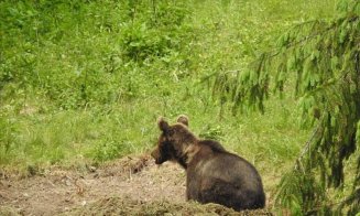 Parlamentul dă liber împușcării a peste 400 de urși în acest an