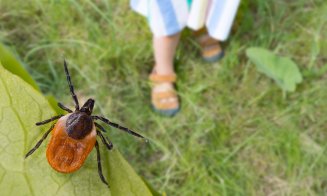  Protejați-vă de Căpușe în Sezonul Cald: Sfaturi Esențiale și Plante Ușor de Folosit pentru Siguranța Familiei Tale