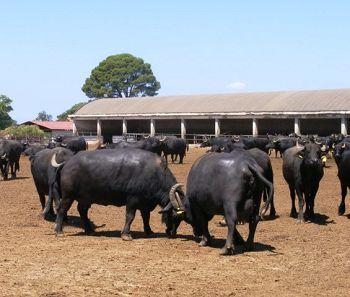 ECONOMIC. Bivolul românesc, specie pe cale de dispariţie
