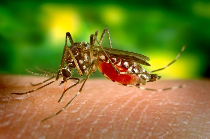 O nouă infecţie cu West Nile la Cluj