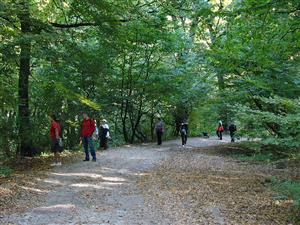 Parcul din pădurea Hoia a eşuat între Primăria Cluj-Napoca şi CJ   