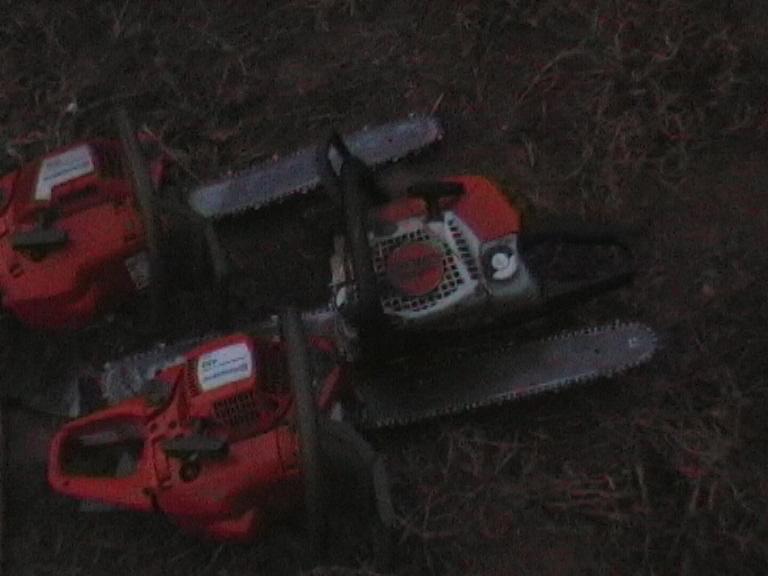 Prinşi de jandarmi pentru că tăiau ilegal arbori