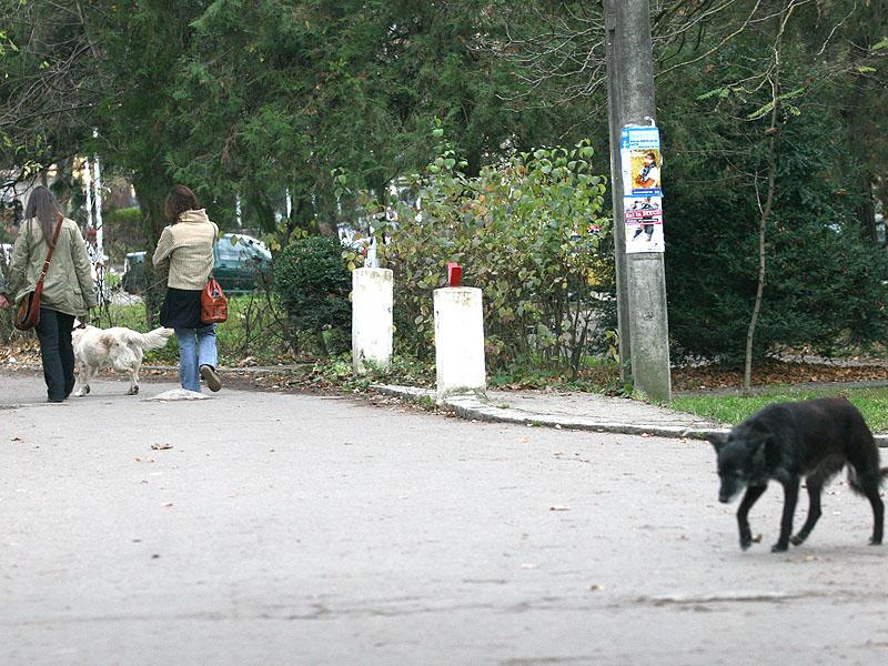 Câinii vagabonzi fac legea în Hasdeu   
