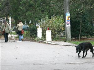 Câinii vagabonzi fac legea în Hasdeu   