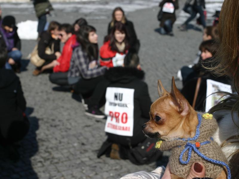 Protest împotriva eutanasierii, în Piaţa Unirii