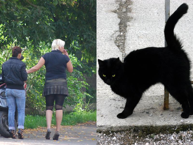 Bătut de poliţişti după ce a fost luat drept proxenet când îşi căuta pisica 
