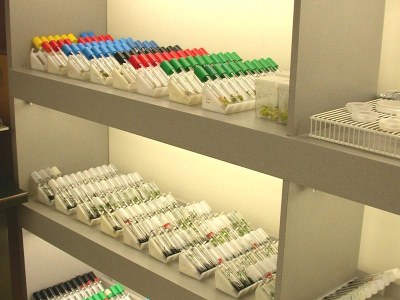 Fertilizările in vitro la Cluj, finanţate de stat   