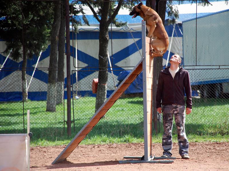Animalele au făcut show la Expo Transilvania   