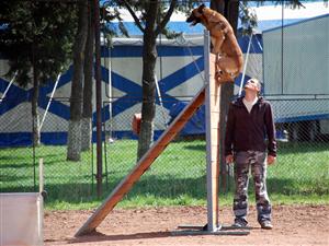 Animalele au făcut show la Expo Transilvania   