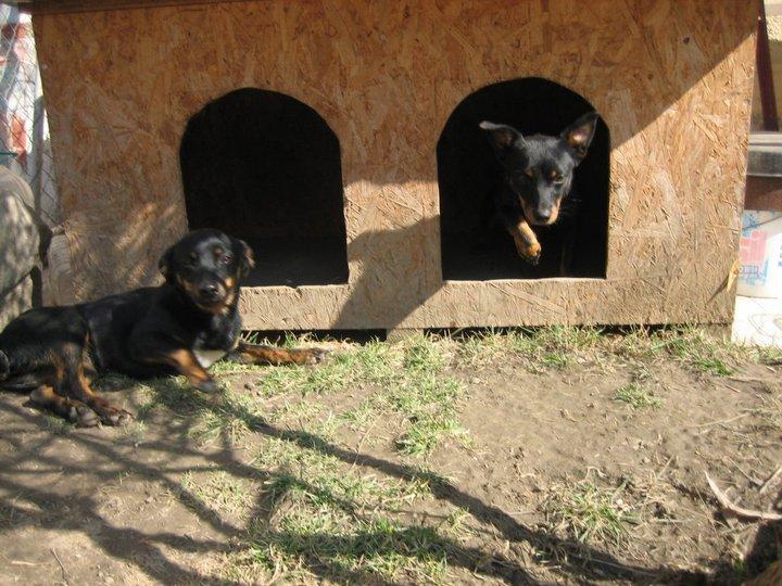 O jumătate de tonă de hrană şi 570 de lei donaţi pentru câinii fără adăpost
