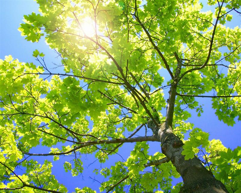 Liber la planuri de Paşte. Vremea se anunţă caldă şi frumoasă
