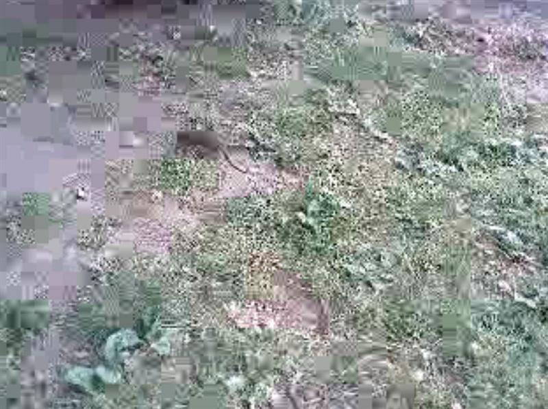 Şobolani pe străzi, în centrul Clujului VIDEO