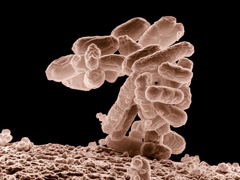 Recomandări privind bacteria E.coli 