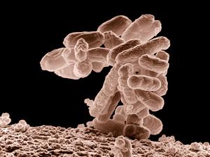 Recomandări privind bacteria E.coli 