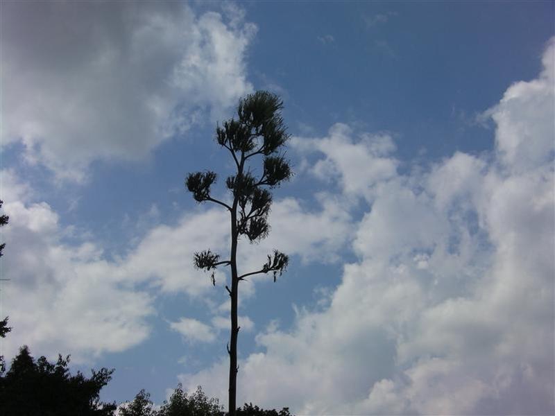 Se întâmplă o dată la 30 de ani: înfloreşte Agave Americana în Grădina Botanică