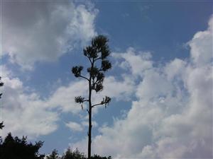 Se întâmplă o dată la 30 de ani: înfloreşte Agave Americana în Grădina Botanică
