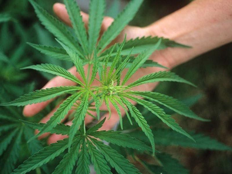 Arestaţi pentru că au cultivat canabis