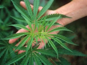 Arestaţi pentru că au cultivat canabis