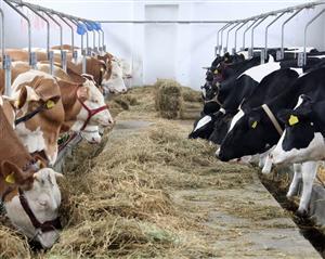 Fermierii clujeni ameninţă cu protest, dacă nu îşi vor primi subvenţiile