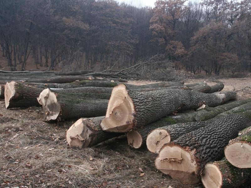 Se taie pădurea pe Câmpului       