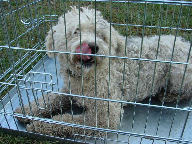 Federaţia pentru Protecţia Animalelor atacă la Curtea Constituţională legea care permite eutanasierea animalelor. 