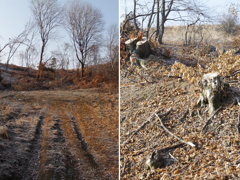 Reţeta unui proprietar de pădure: taie copacii ca să crească blocuri   