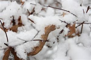 Săptămâna viitoare ninge în Cluj-Napoca VIDEO