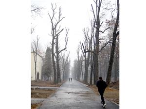 Parcul Central: aleile au fost betonate, copacii au rămas fără crengi