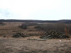 Pădurea din Miceşti, exploatată după “legea” satului