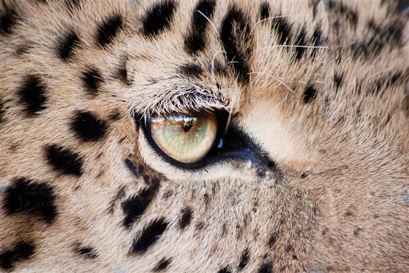 Tigrul împuşcat la Grădina Zoologică din Sibiu devine material de studiu pentru studenţii UBB