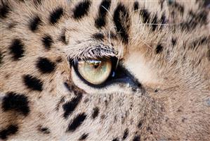 Tigrul împuşcat la Grădina Zoologică din Sibiu devine material de studiu pentru studenţii UBB