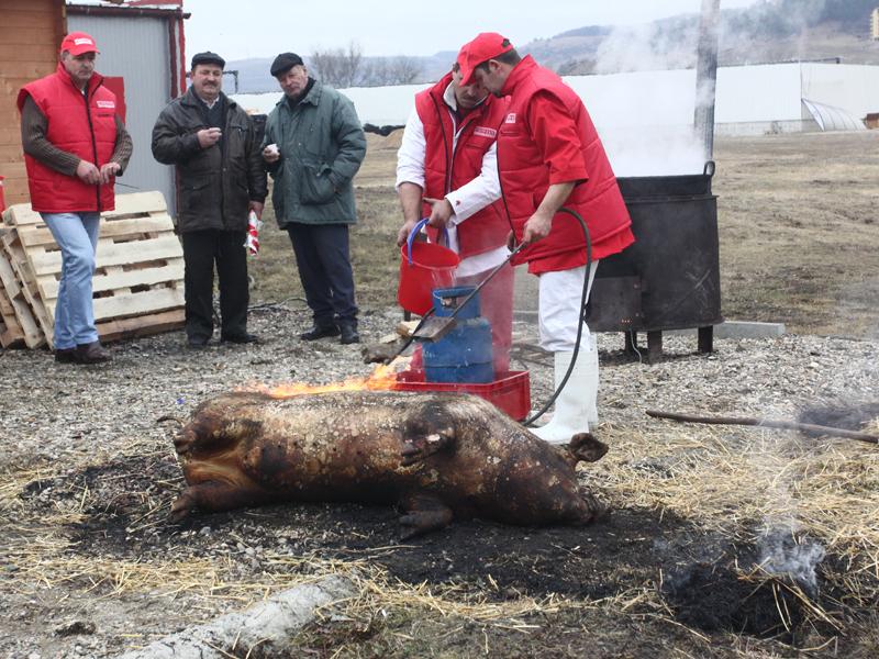 Porc sacrificat de Ignat în parcare la Cora         