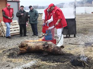 Porc sacrificat de Ignat în parcare la Cora         