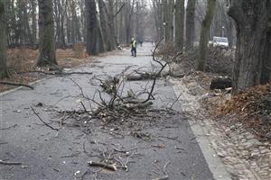 Academia Română se sesizează în cazul arborilor toaletaţi cu drujba, din parcul central, şi cere oprirea imediată a lucrărilor