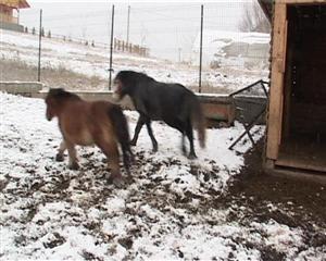 Mănăstire cu grădină zoologică VIDEO