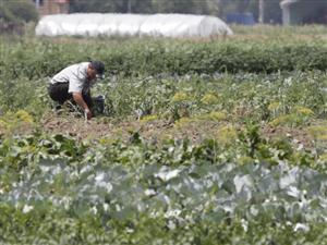 Americanii şi vest-europenii învaţă la Cluj cum să facă agricultură de subzistenţă